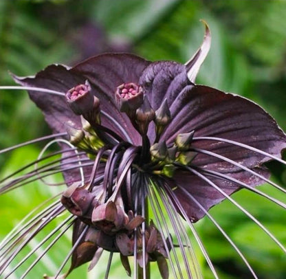 PRE-ORDER – Black Bat Flower (Tacca chantrieri) chosen at random