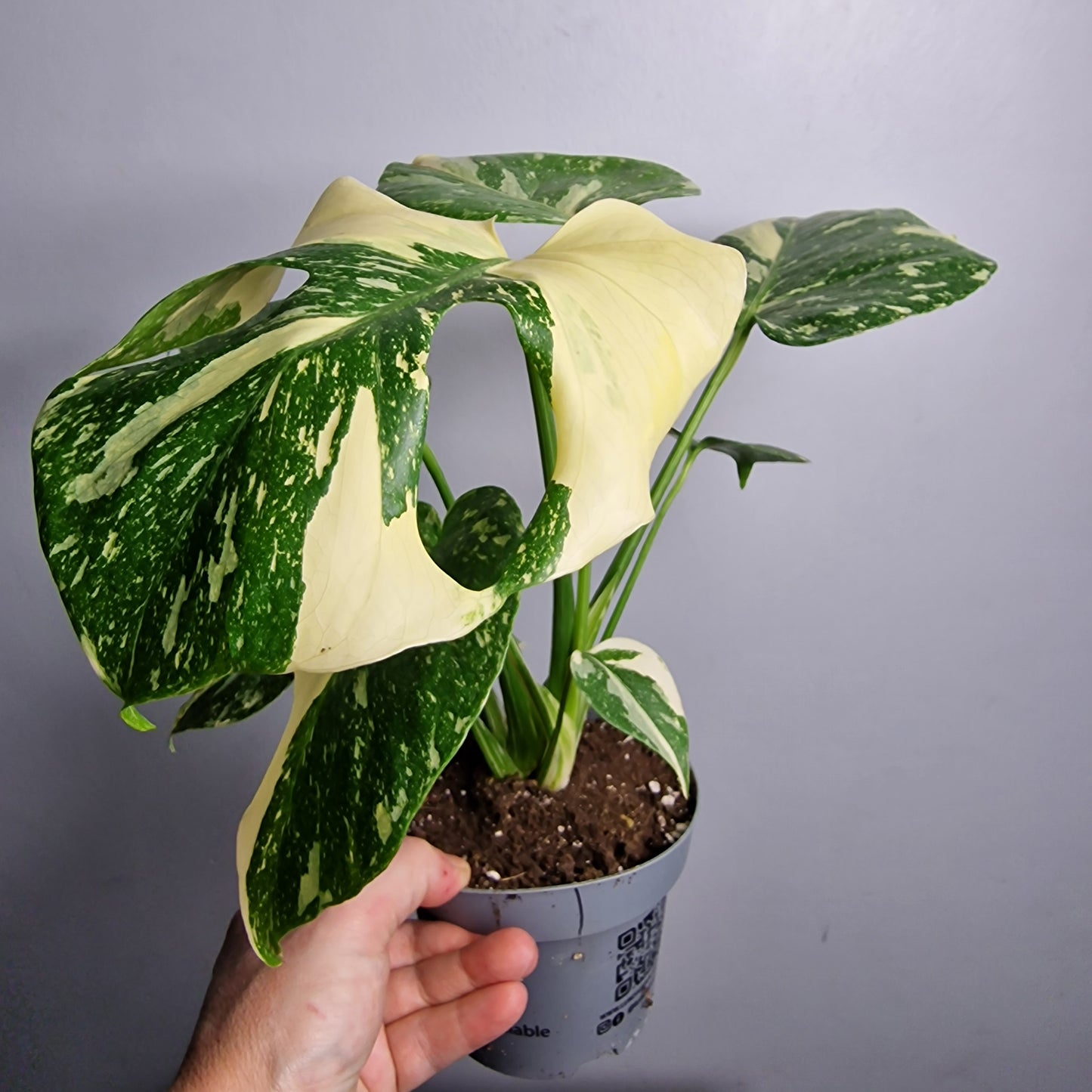 Monstera Crème Brûlée – 12cm Pot - Exact Plant (#1)
