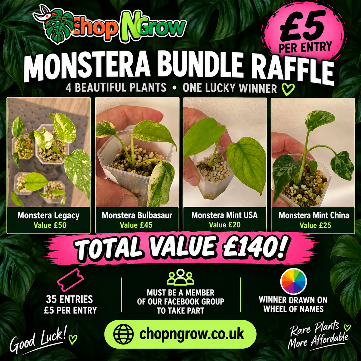 Monstera bundle - see description