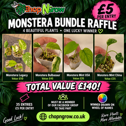 Monstera bundle - see description