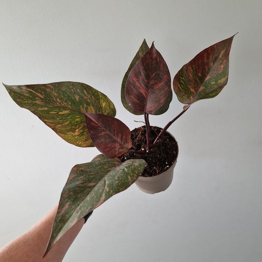 Philodendron Orange Princess – Premium Variegated Selection (#3)