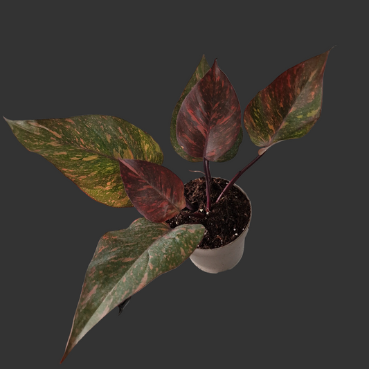 Philodendron Orange Princess – Premium Variegated Selection (#3)