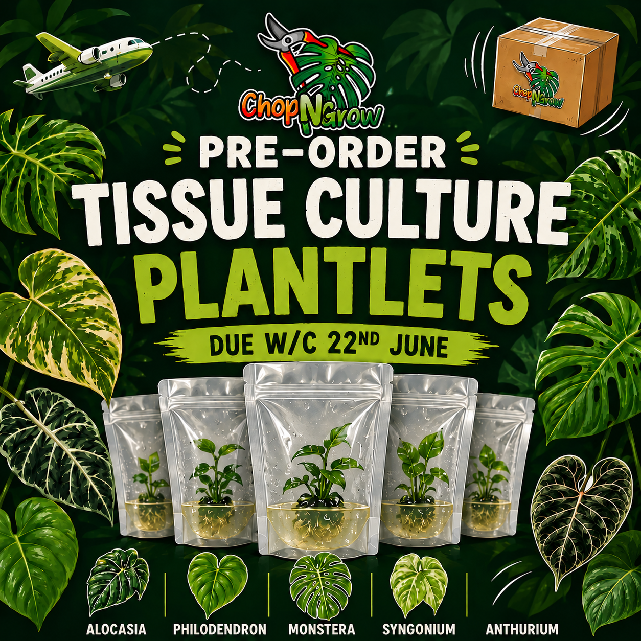 Choose Your Tissue Culture Plant – June 2026 Pre-Order Selection