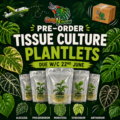 Tissue Culture Plant - Pre-order - please see description
