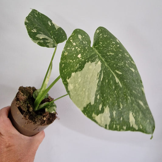 Monstera Thai Constellation Rare Houseplant 11cm pot (1j)
