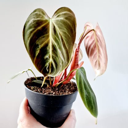 Philodendron El Chocco Red Houseplant 12cm pot