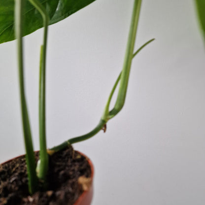 Monstera Obliqua Yasuni Rare Houseplant 9cm pot (1)