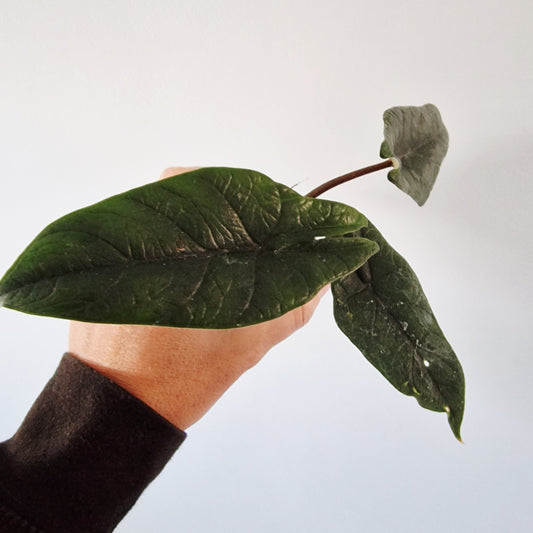Alocasia Scalprum Rare Houseplant 6cm pot