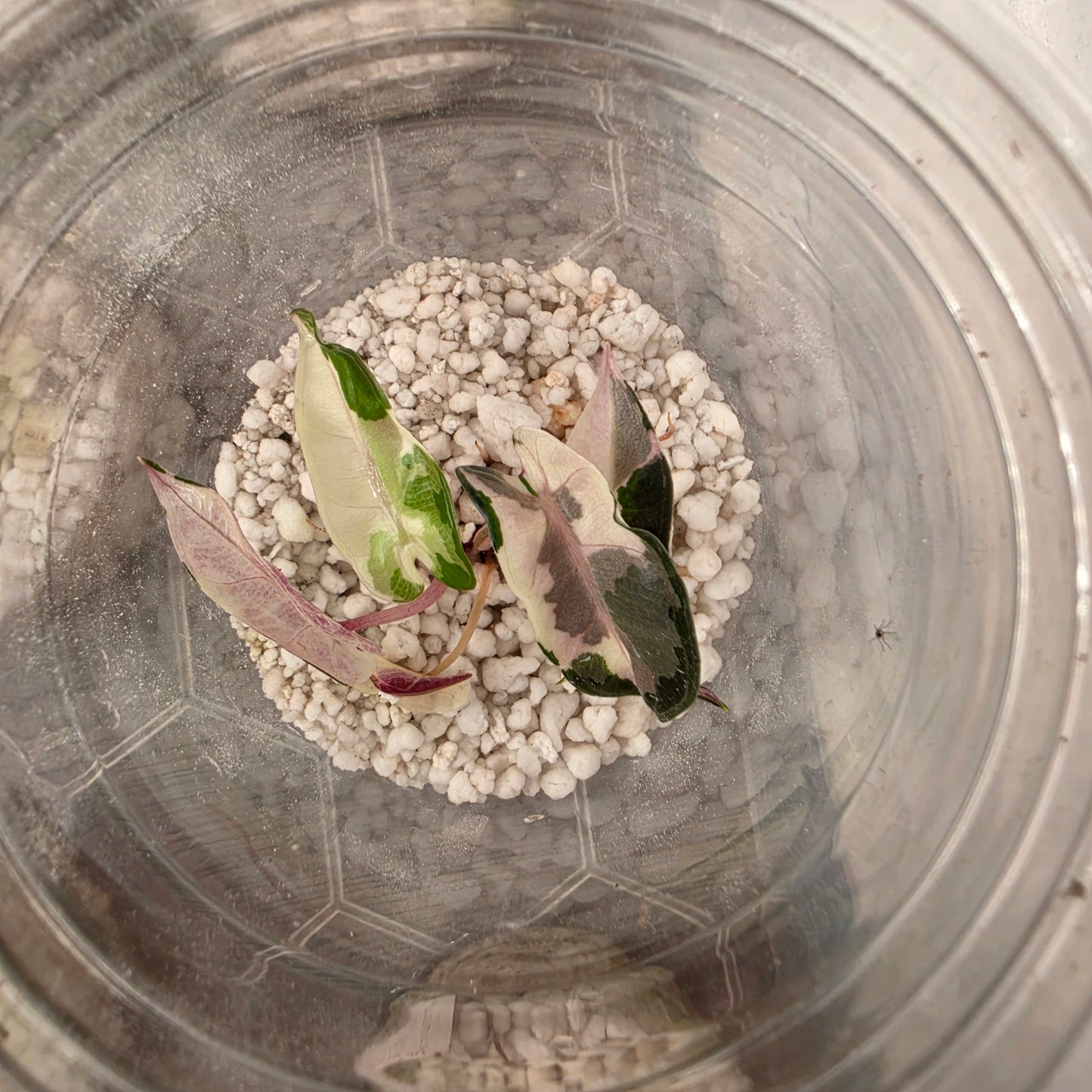 Alocasia Bambino Pink Variegation - See Description