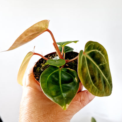 Anthurium Besseae aff x Zara x Michelle Houseplant 9cm pot (6)