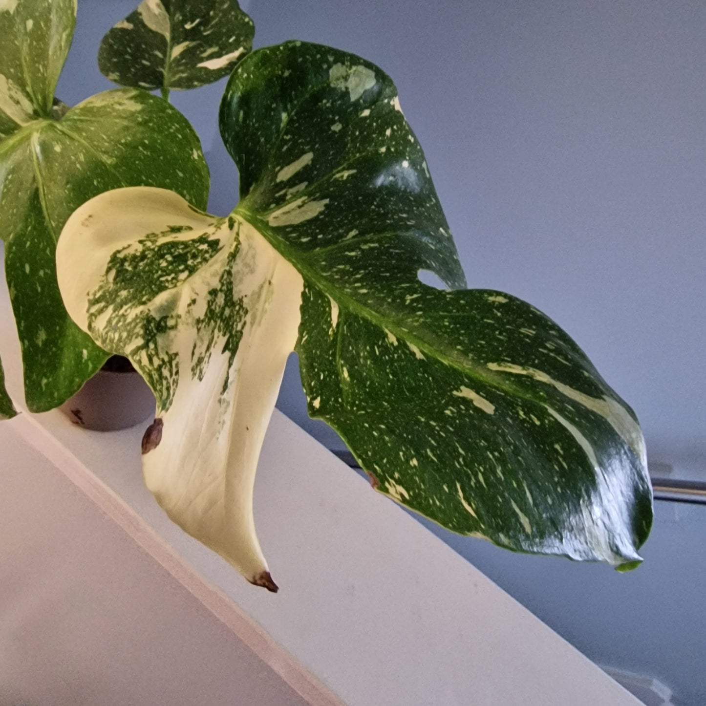 Monstera Thai Constellation Houseplant 12cm pot (4)