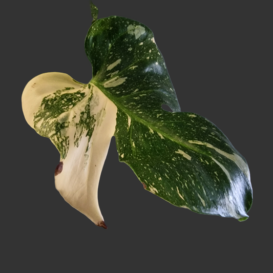 Monstera Thai Constellation Houseplant 12cm pot (4)