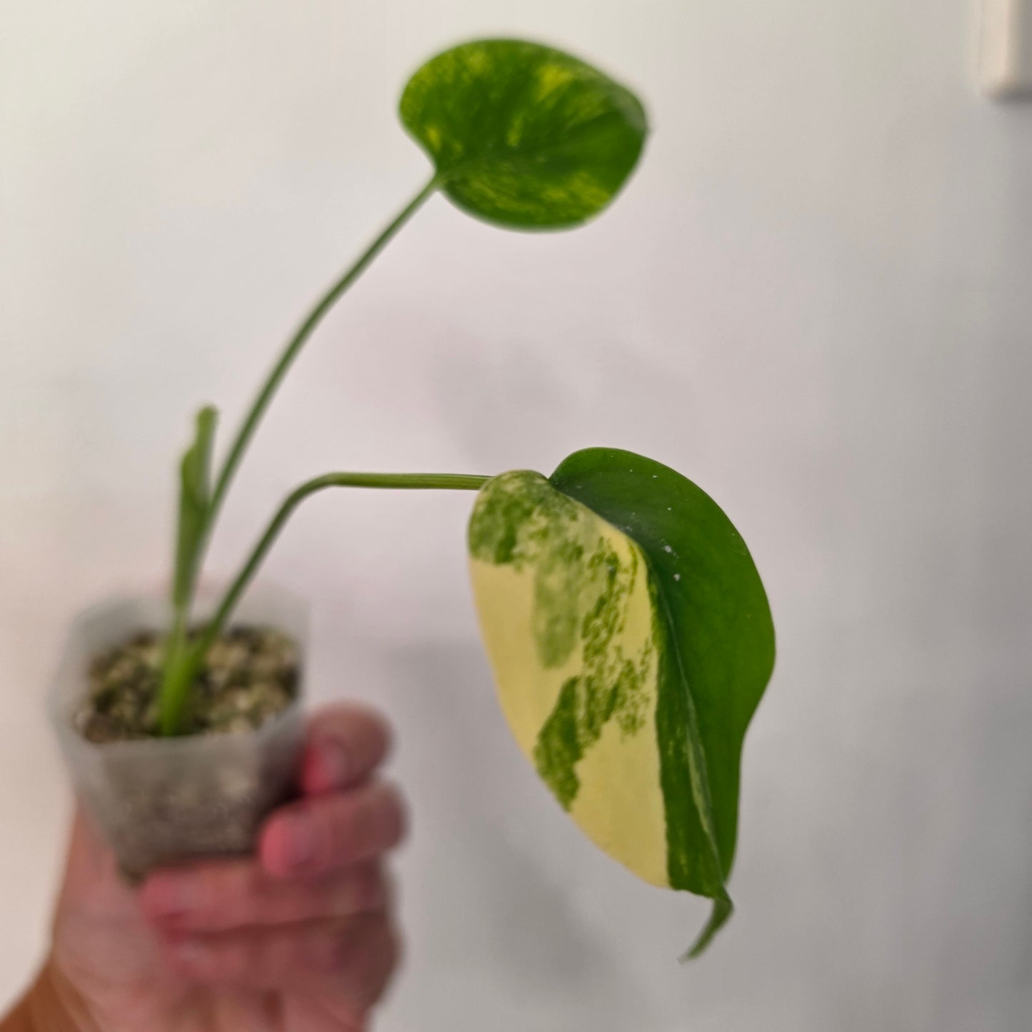 Monstera Aurea – Exact Plant No. 2 - See Description