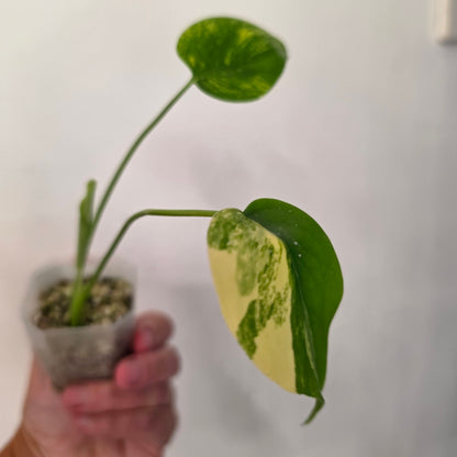 Monstera Aurea – Exact Plant No. 2 - See Description