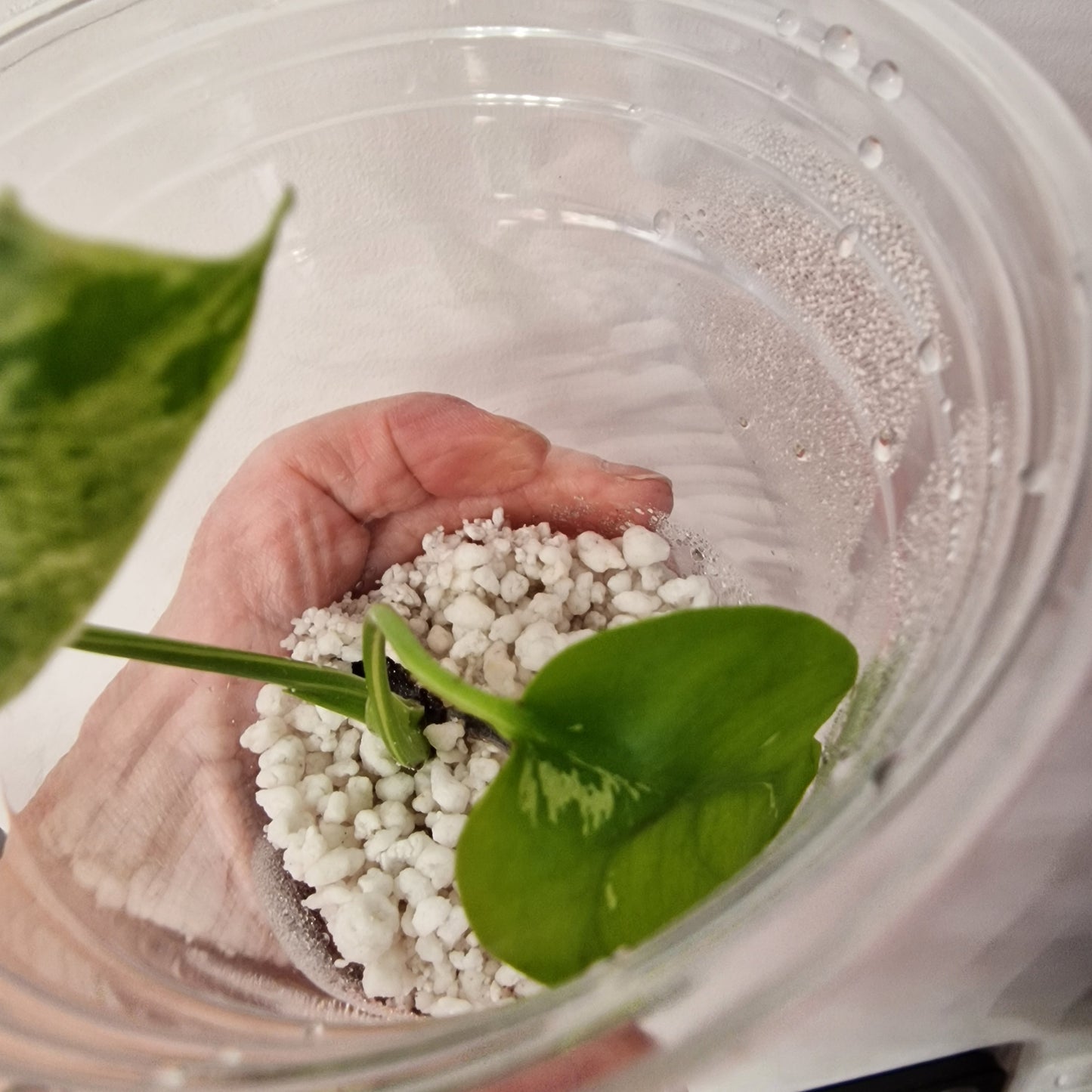 Pre-order Monstera Bulbasaur – Young TC Plantlet Exact Plant (1-16)