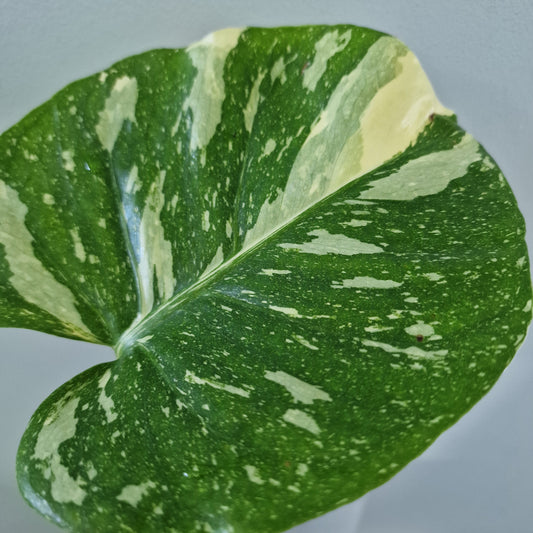 Monstera Thai Constellation Rare Houseplant 8cm pot (3)