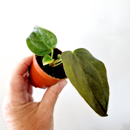 Anthurium Queen of Hearts Houseplant 6cm pot