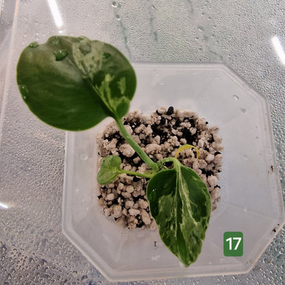Monstera Bulbasaur – Choose Your Exact Plant (Acclimatising TC Batch) see description