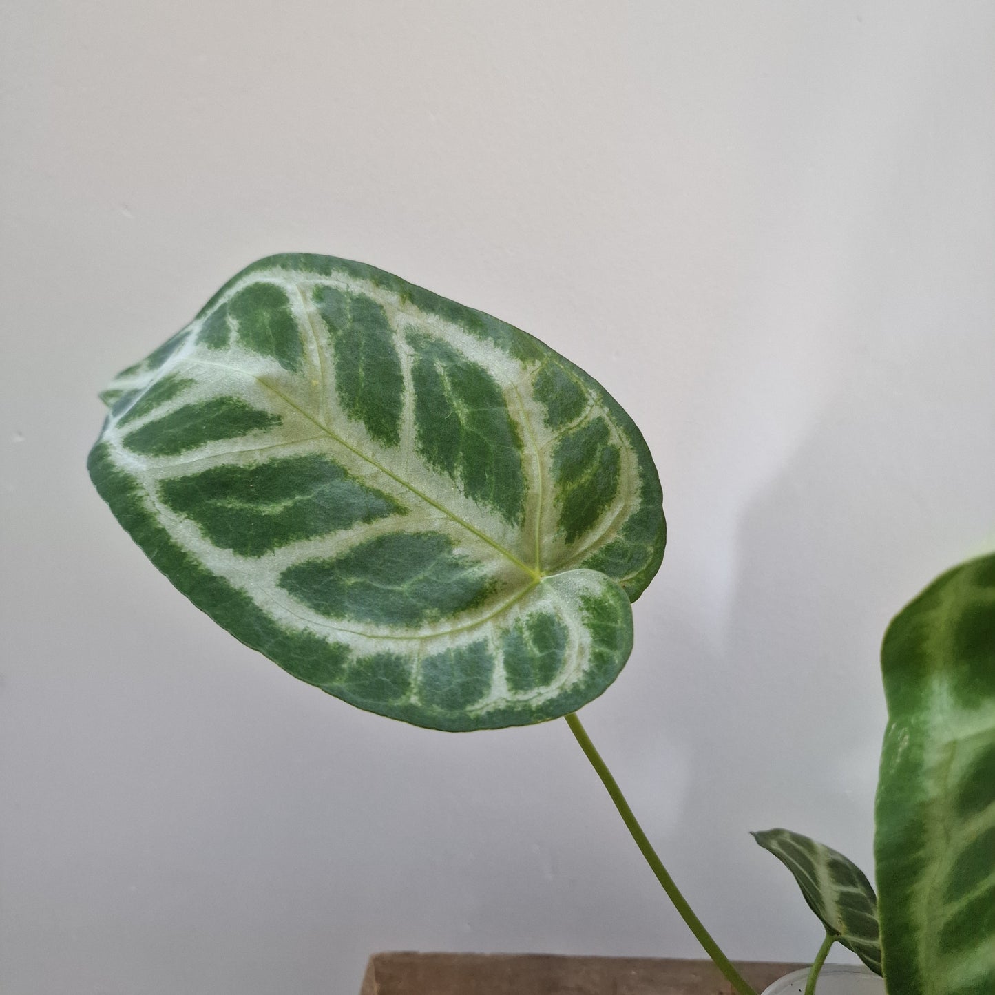Ecuagenera Rehab Anthurium Silver Blush x Anth magnificum 'Fantasy' (A2)