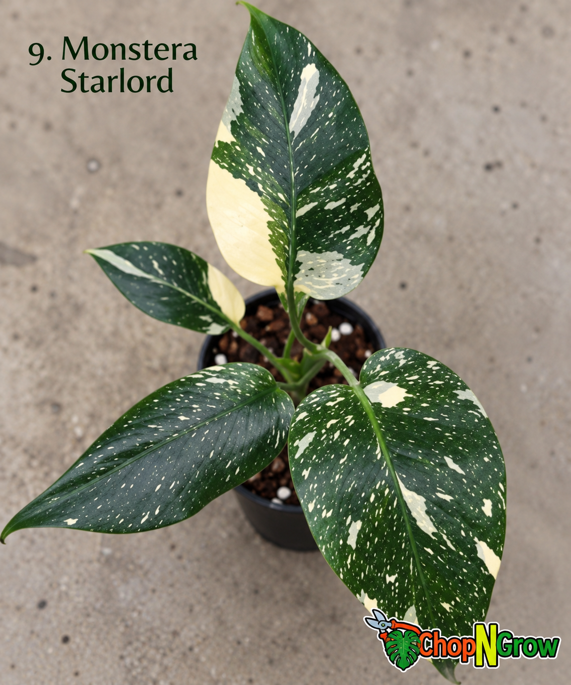 Rare Tissue Culture Plants – 5th November 2026