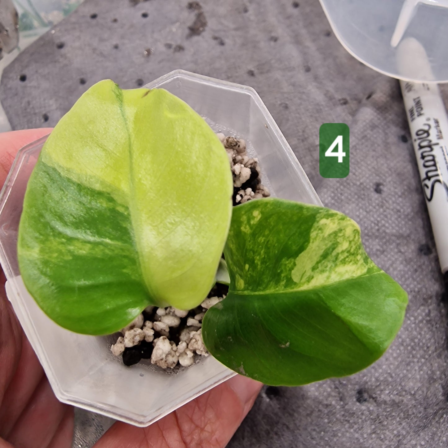 PRE-ORDER – Monstera Aurea – Select Your Plant