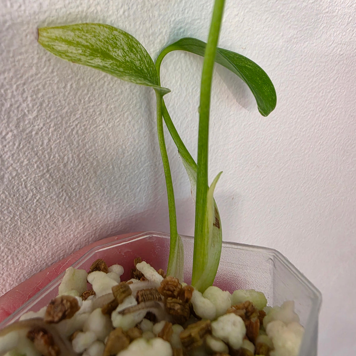 Monstera Deliciosa Thai Mint – Exact Plant #3
