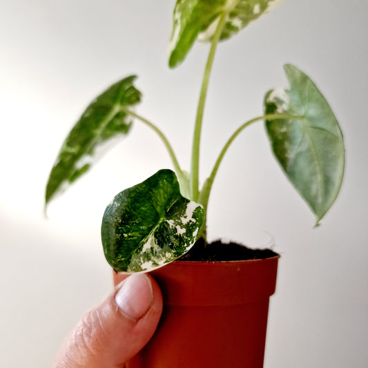 Alocasia Variegated Frydek Houseplant 7cm pot (5)