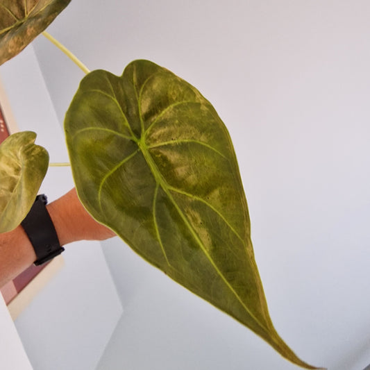Alocasia Wentii Variegata Rare Houseplant 9cm pot (1)