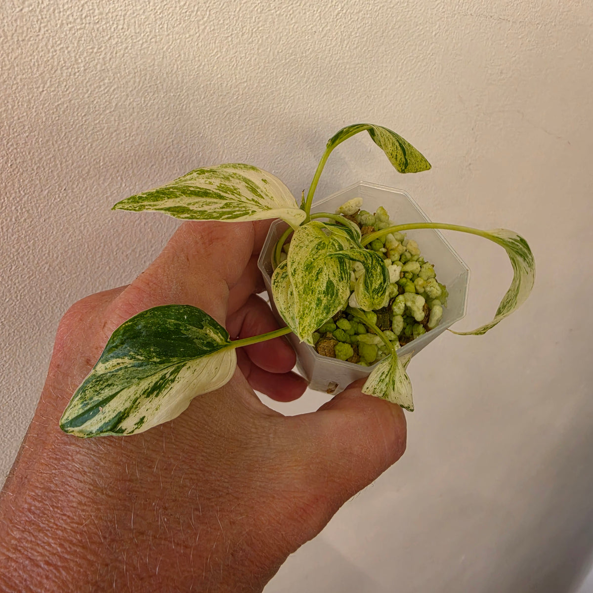 Homalomena Snow White Variegated – Chosen at Random