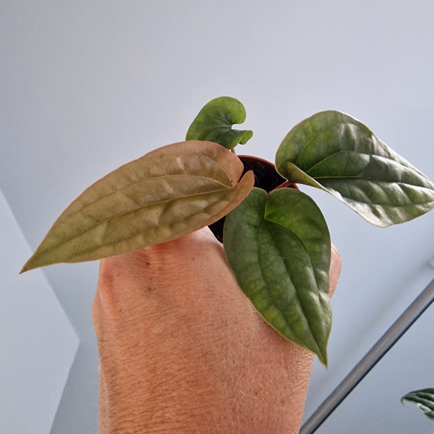 Anthurium Luxurians x Radicans Rare Houseplant 6cm pot