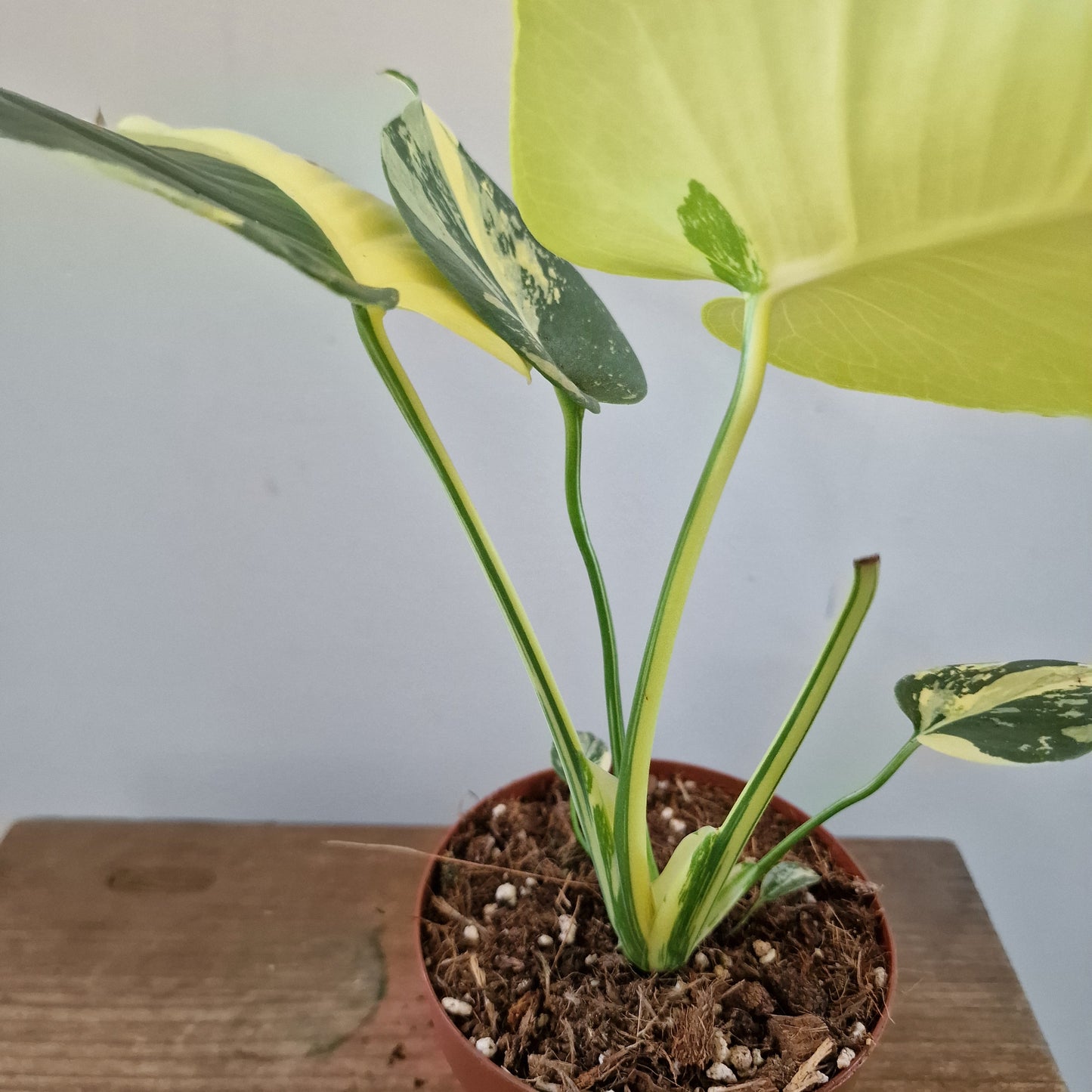 Monstera Deliciosa Aurea – 12cm Pot (#15)