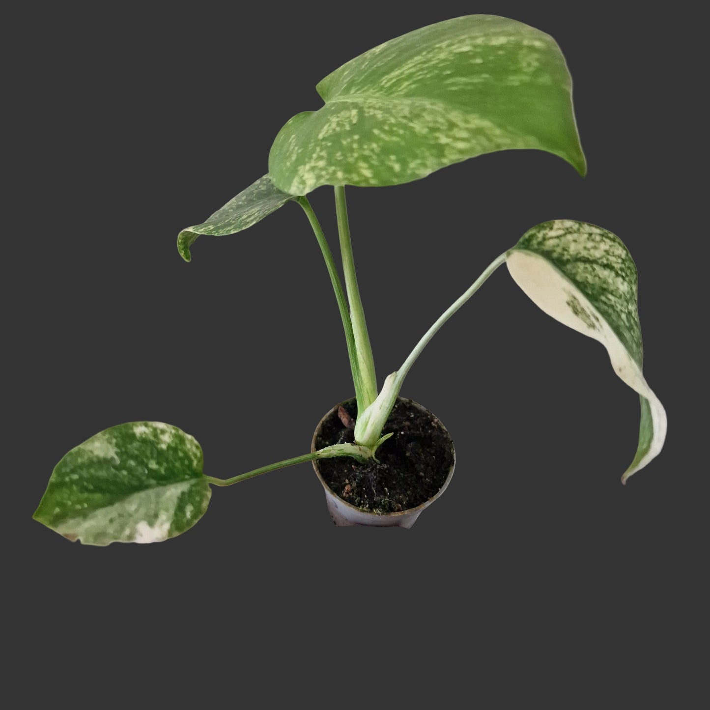 Monstera Mint – 6cm Pot (#5)