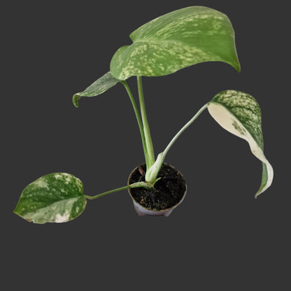 Monstera Mint – 6cm Pot (#5)