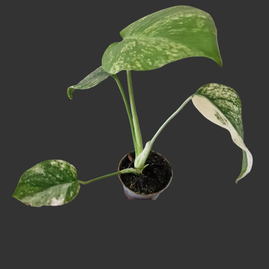 Monstera Mint – 6cm Pot (#5)