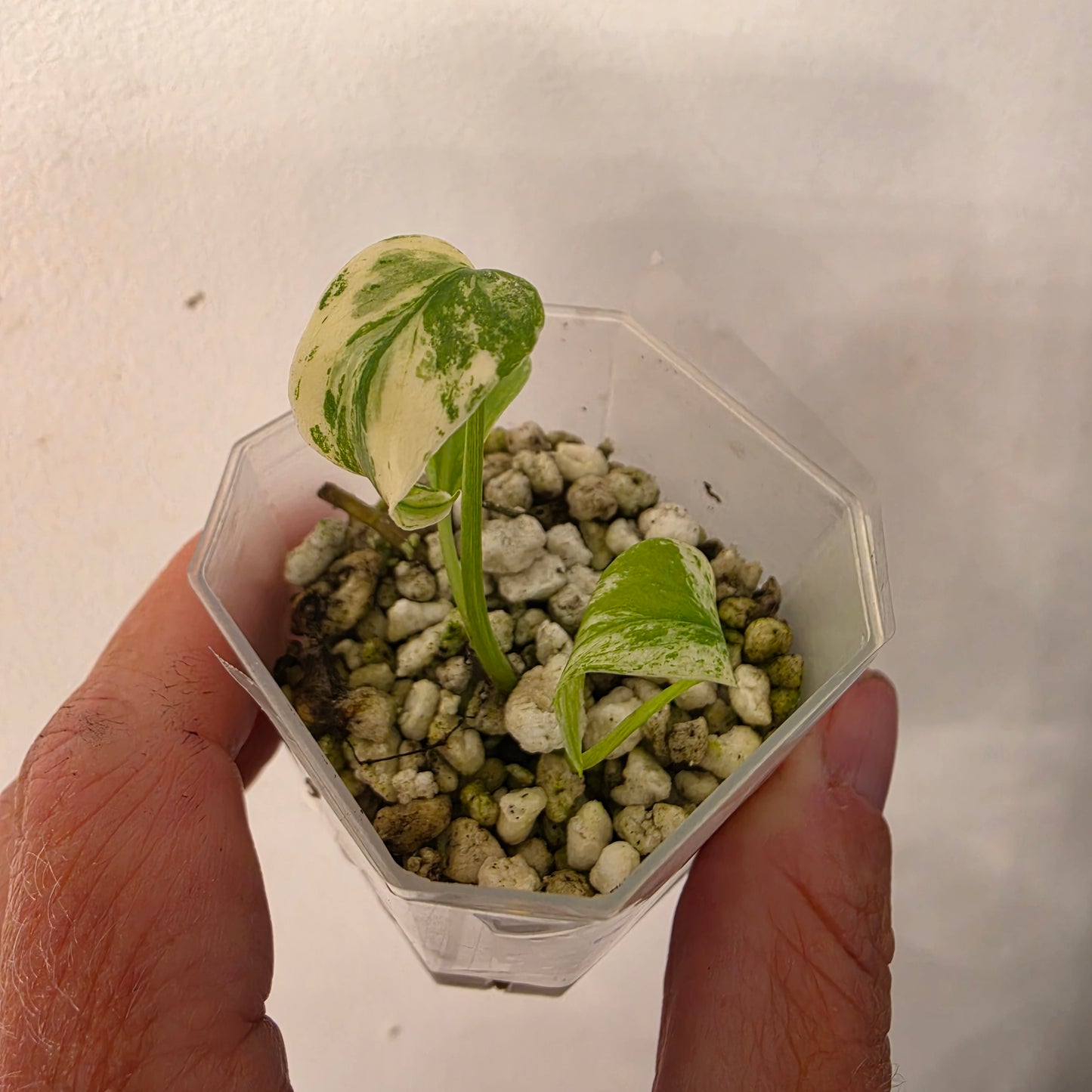 Monstera Mint China’s Version – Exact Plant No. 2 - See Description