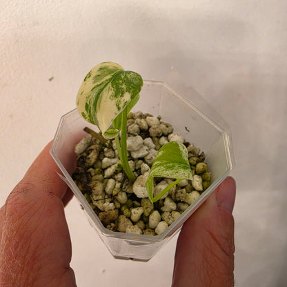 Monstera Mint China’s Version – Exact Plant No. 2 - See Description
