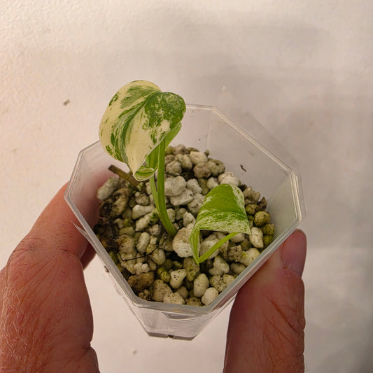 Monstera Mint China’s Version – Exact Plant No. 2 - See Description