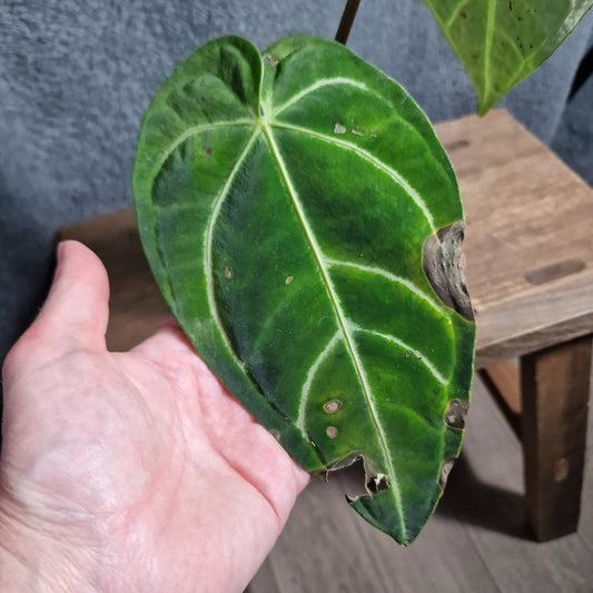 Anthurium Regale Ecuagenera Import (i) worth £35 – Rehab Plant