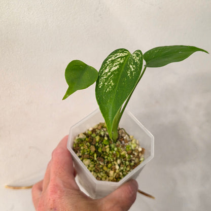 Monstera Devil Variegated – Exact Plant- AB1