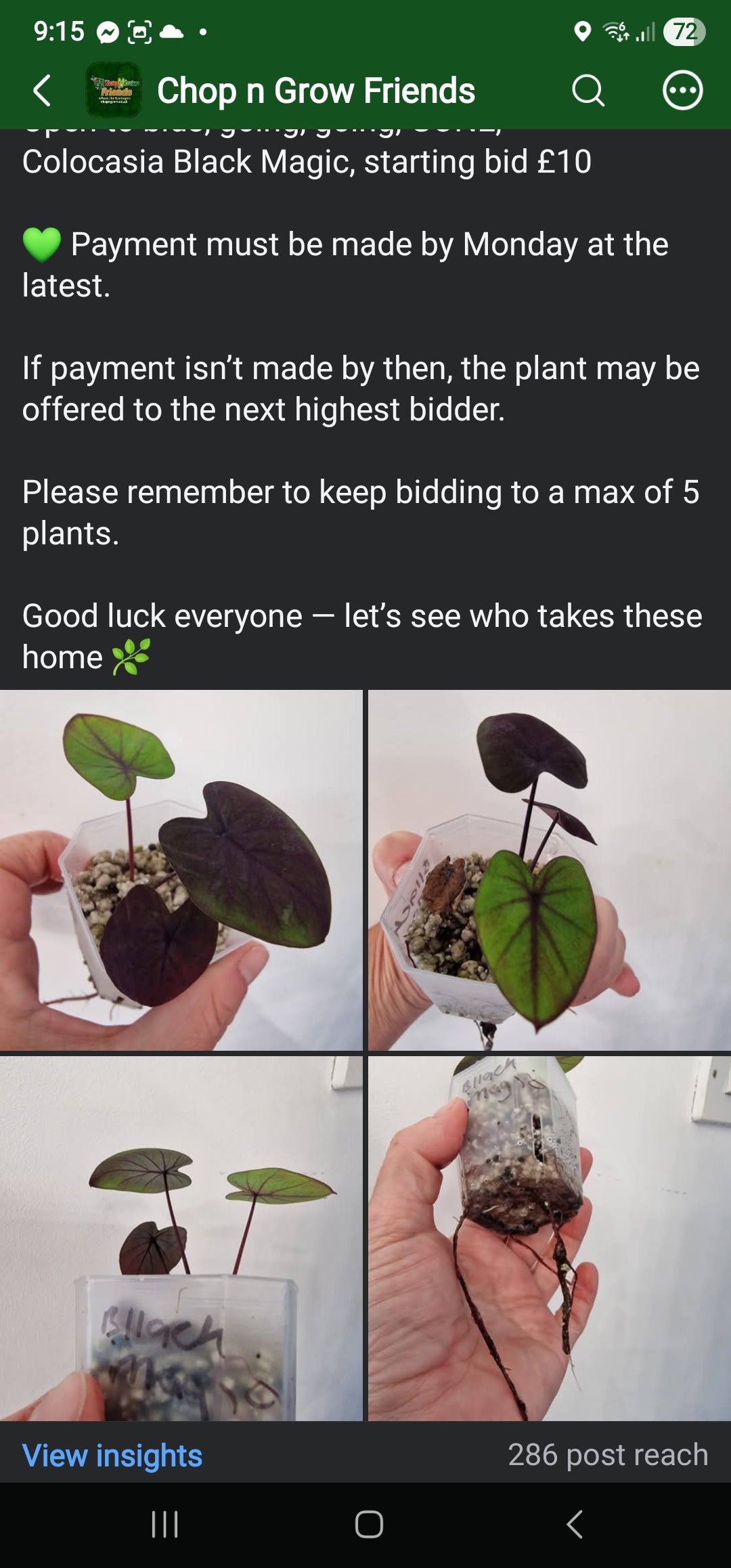 Sunday Sale - Rhiannon Colocasia Black Velvet