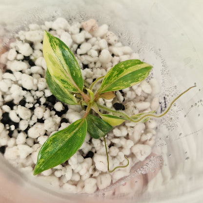 Philodendron Joepii Variegated – Exact Plant #5