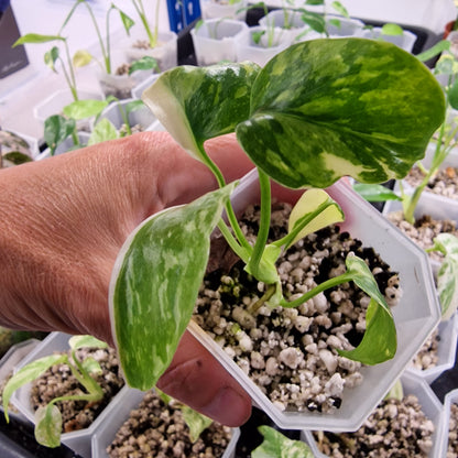 Monstera Electrolight Variegated – Exact Plant (#10)