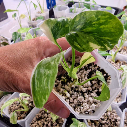 Monstera Electrolight Variegated – Exact Plant (#10)