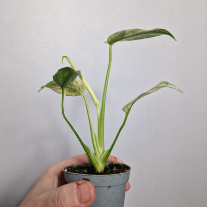 Monstera Mint – 6cm Pot (#3)