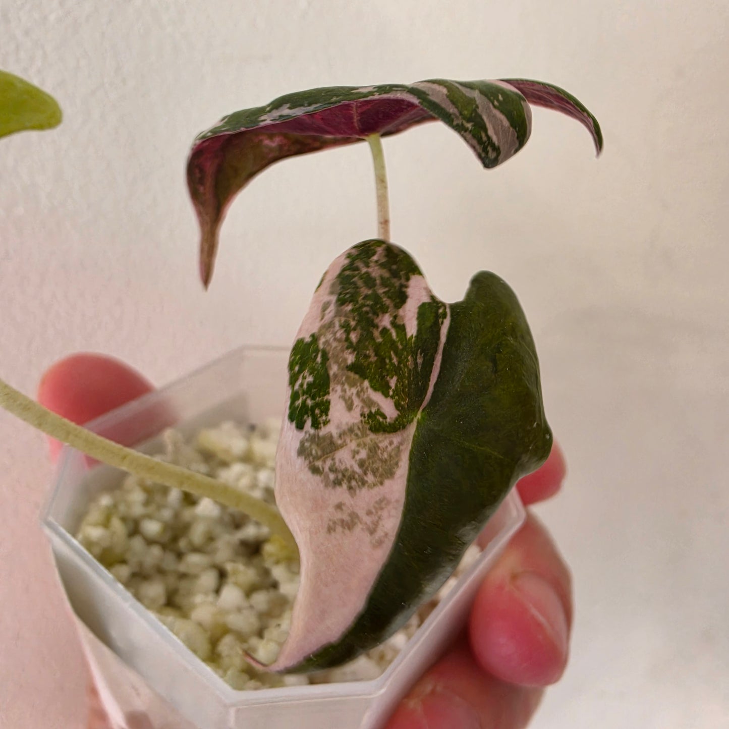Alocasia sp. ‘Pink Nobilis’ Variegata Tissue Culture 🌸 see description