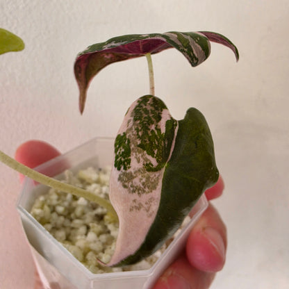 Alocasia sp. ‘Pink Nobilis’ Variegata Tissue Culture 🌸 see description