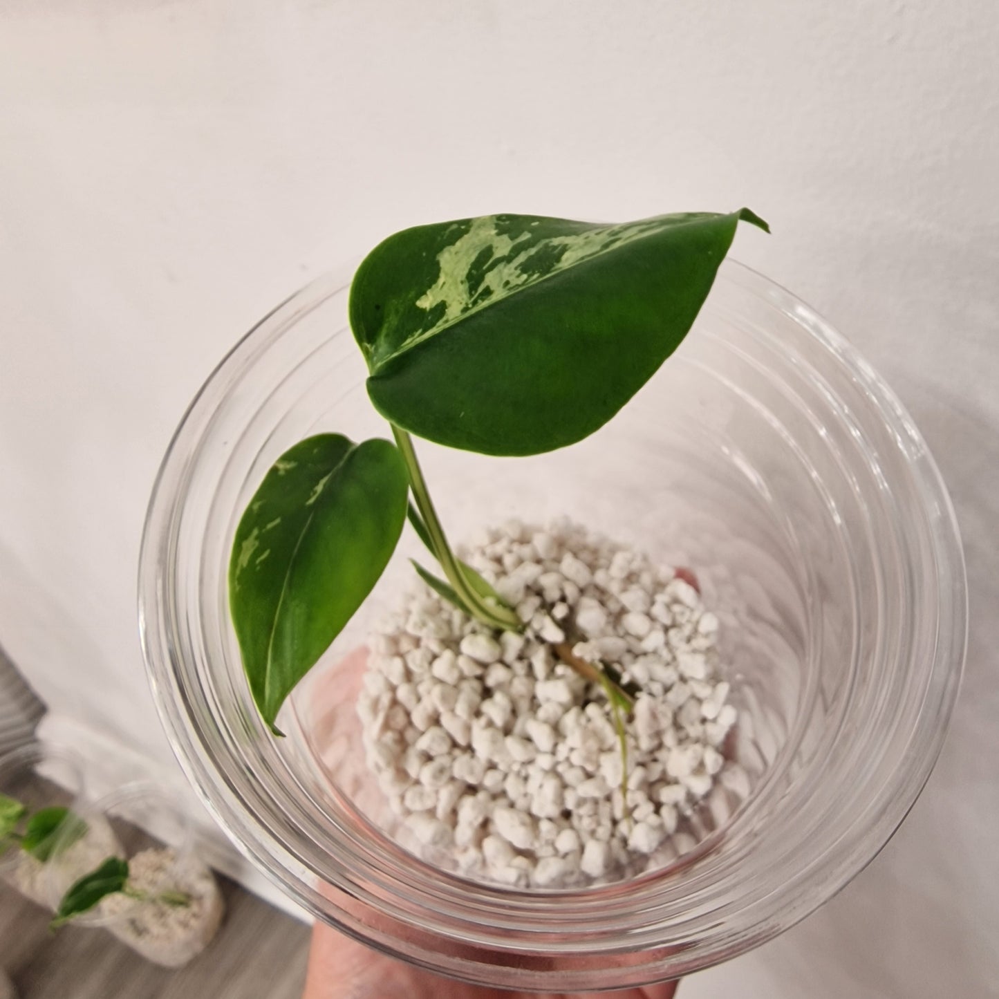 Monstera Bulbasaur – Young TC Plant (Exact Plant #1-12)