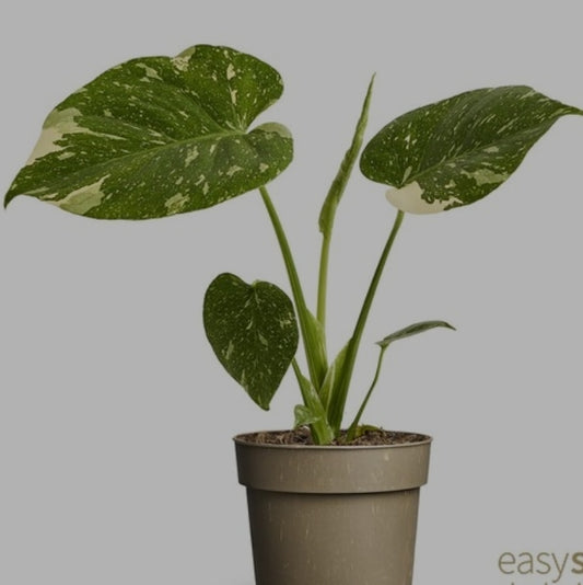 Pre -order early Aug Monstera Thai Constellation Rare Houseplant 10.5cm pot