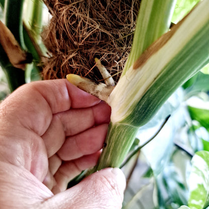 Monstera Albo Top 2 Leaf Cutting