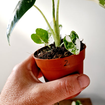 Alocasia Variegated Frydek Houseplant 7cm pot (2)